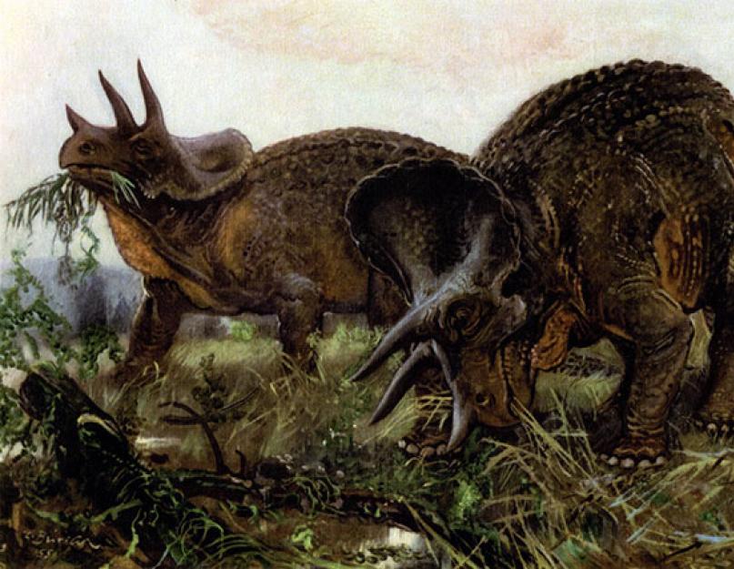 Triceratops, minden a Triceratopsról, a Triceratopsról, a Triceratops dinoszauruszról, a Triceratops gyíkról, minden a dinoszauruszokról.  Egyéb ősi hüllők Dinoszauruszok Triceratops mit eszik a hús