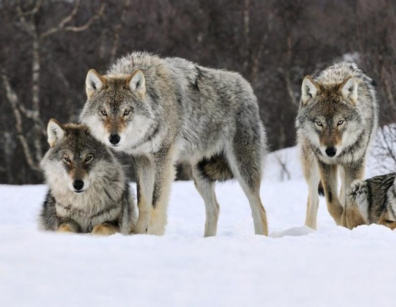Вой волчонка. Волк: частная жизнь. Легенда о белом и рыжем волках и Луне