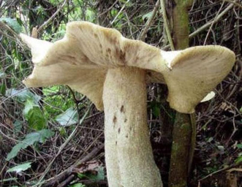 Самые большие грибы. Самые большие грибы, найденные человеком: вес и высота 10 самых больших грибов в мире