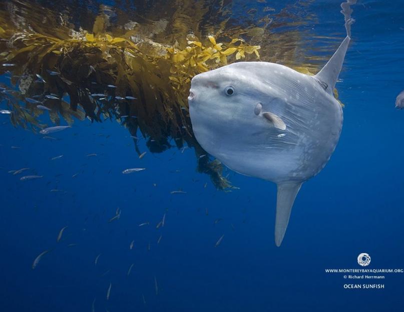 Didžiausia žuvis (iš kaulų klasės) pasaulyje.  Moonfish yra didžiausia iš kaulinių žuvų.  Enciklopedija.  Abstrakti medžiaga.  mėnulio žuvis mėnulio žuvų gentis
