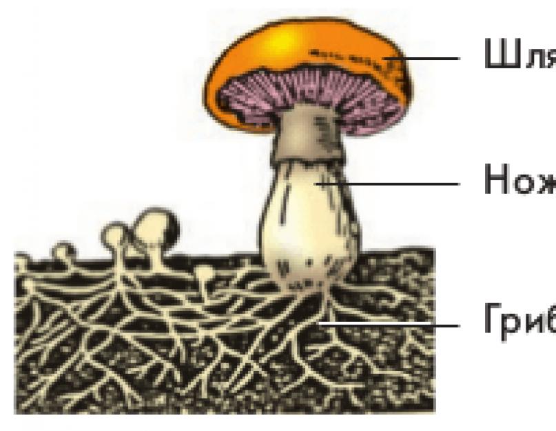 Подпиши части гриба 3 класс