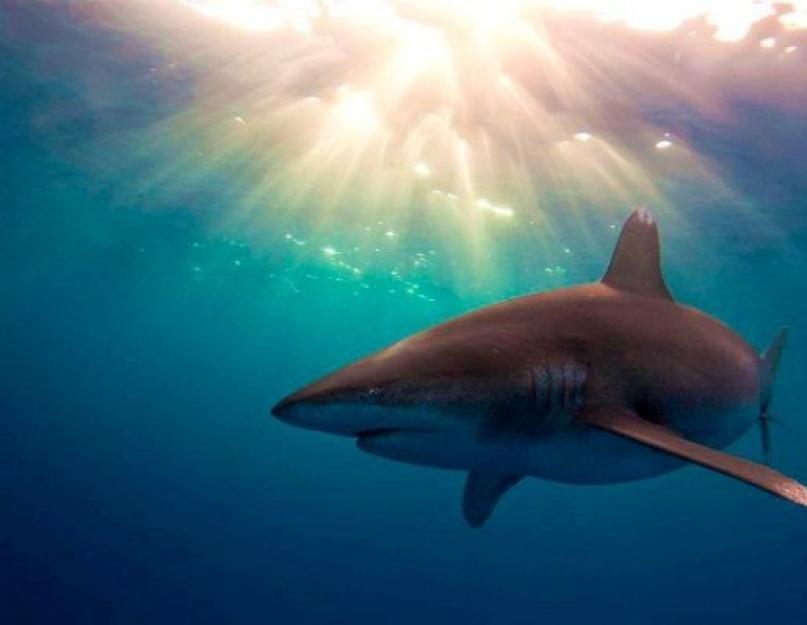 A Katran veszélyes az emberekre.  A katran hal egy tüskés fekete-tengeri cápa.  Ember és fekete-tengeri cápa