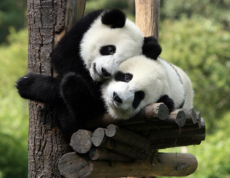 Džinovska panda je planinski medvjed Tibeta.  Opis i fotografija džinovske pande.  Panda životinja.  Opis, karakteristike, način života i stanište pande Gdje živi bambusova panda