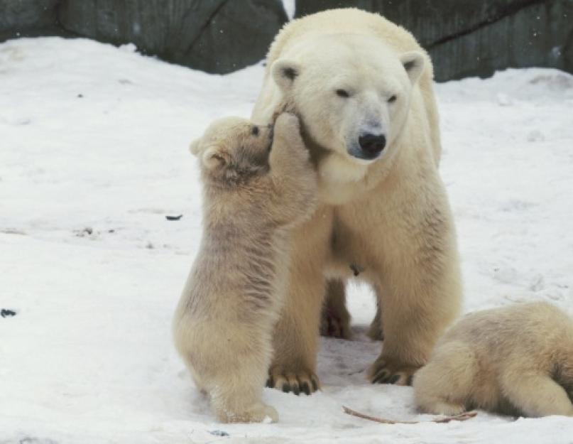 A jegesmedve leírása és jellemzői.  Fehér jegesmedve.  Mi az északi medve tápláléka