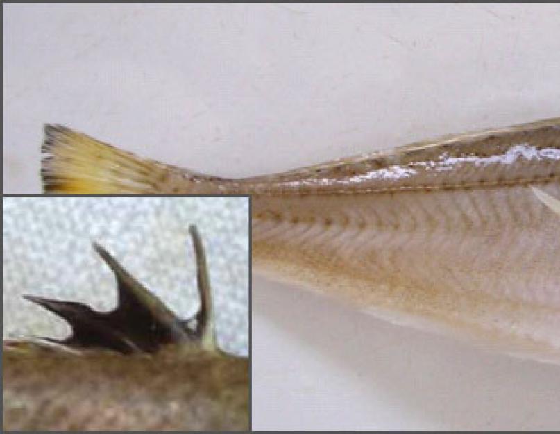 Juodosios jūros jūros drakonas: aprašymas, žuvų nuotrauka.  Juodosios jūros drakonas Drakono žuvis įkando ką daryti