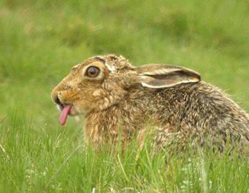 حقائق مثيرة للاهتمام حول الأرانب البرية: أصناف وأسلوب حياة لاعبي القفز.  الأرنب رجل وسيم طويل الأذن من مساحته الأصلية.  من قال أن الأرنب جبان؟  أرنب في الشتاء والصيف