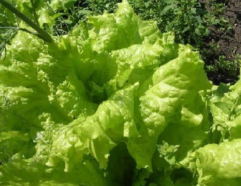 Hogyan ültessük a leveles salátát.  Északi nyári rezidens - hírek, katalógus, tanácsadás