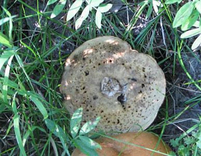 Можно ли варить грибы с червями. Белый гриб червивый. Откуда в грибах берутся черви