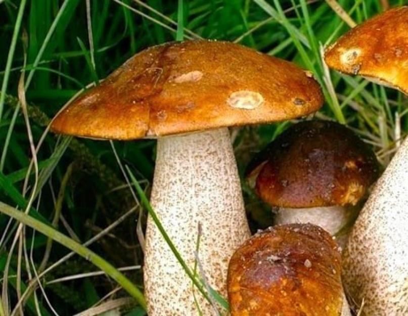 Ядовитые грибы поганки: фото и описание. Бледная поганка: описание внешнего вида и способы избавления на садовом участке