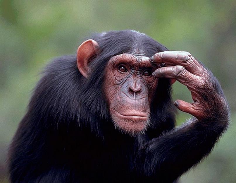 Primatų buveinė.  Didžiausios beždžionės pasaulyje.  Beždžionių buveinė