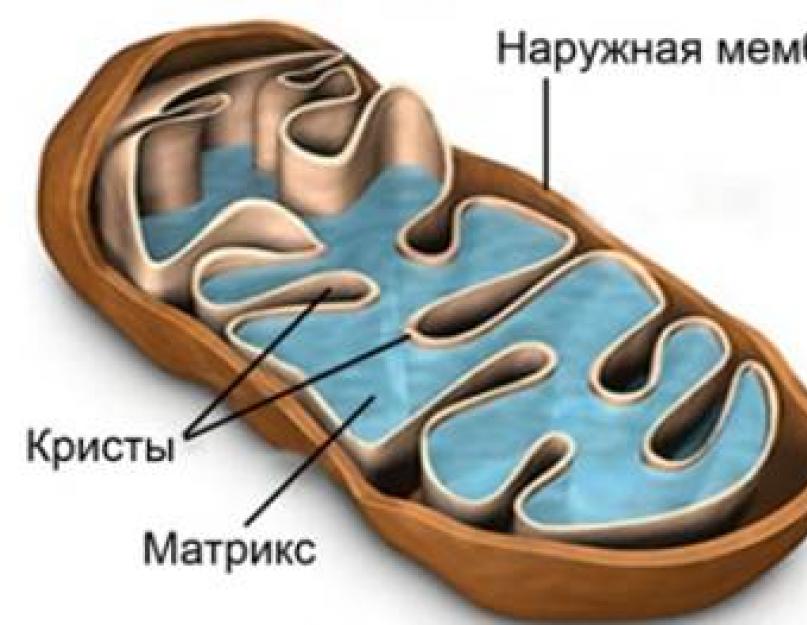 Происходит в мембранах крист