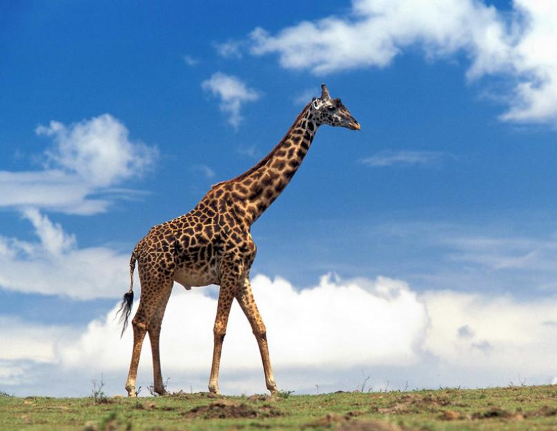 Hogyan alakult ki a zsiráf hosszú nyaka?  Miért van hosszú nyakú a zsiráf.docx - kutatómunka„Miért van hosszú nyakú a zsiráf.  Rövid nyakú zsiráfok