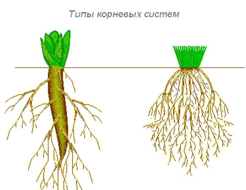 Kökün hangi kısmı topraktaki su çözeltisini emer?  Kök ve fonksiyonları.  Kök ve kök sistemi türleri Sıcaklık, kök fonksiyonunu büyük ölçüde etkiler