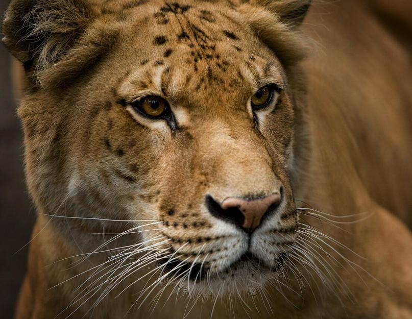 حيوان النمر.  نمط الحياة Liger والموئل.  أكبر قطة على وجه الأرض نمر النمر عبرت باسم أسد