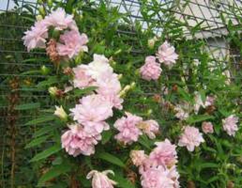 Calistegia multiplex leszállás.  Francia rózsák a függőleges kertészetben: calistegia.  Photo calistegia multiplex tájtervezésben