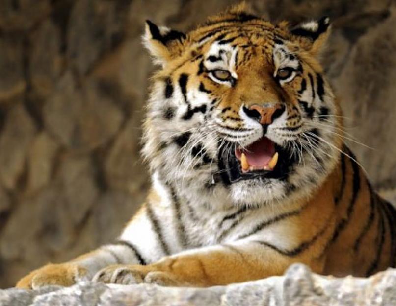 Amurski tigar je ogromna mačka sa stranica Crvene knjige.  Amurski tigar (lat Panthera tigris altaica) Kako izgleda amurski tigar
