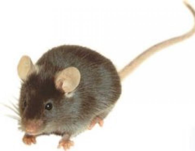 Otthoni egér.  Házi egerek: leírás és fotó.  A házi egér harap?  Hogyan lehet megszabadulni a házi egerektől