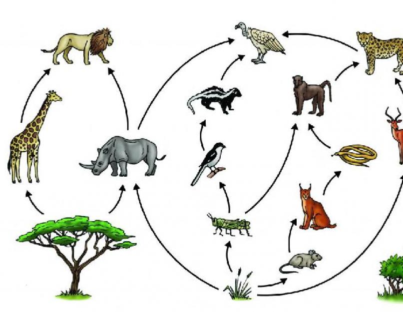 أمثلة على السلسلة الغذائية البيولوجية للحيوانات.  المستويات الغذائية وأنواعها ومعانيها وأنماطها وتعريفها للسلسلة الغذائية