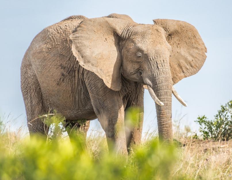 Divlje životinje: zašto je slonu potrebna surla?  Jedanaest malo poznatih činjenica o slonovima Koja je funkcija slonove surle?