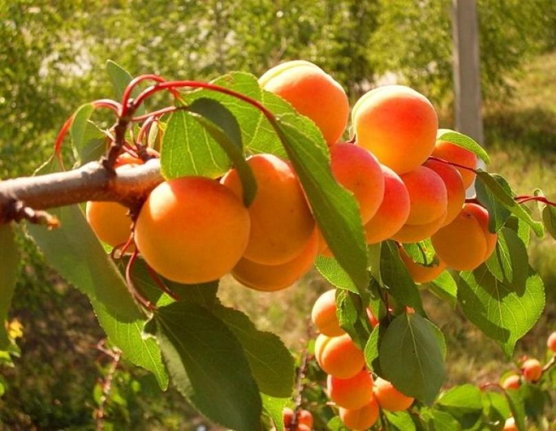 Как выглядит саженец абрикоса. Выращивание абрикосового дерева: посадка, уход, размножение. Когда и как сажать