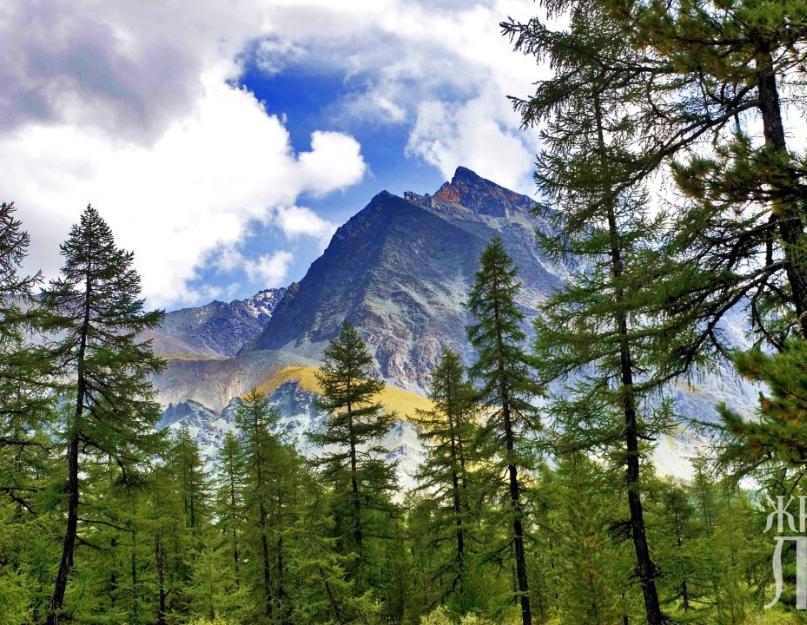 Sunum - Altay Bölgesi florası.  Flora ve fauna Altay ormanları