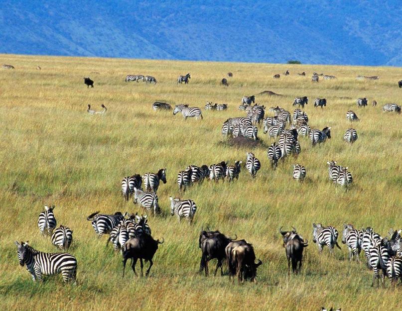 Veszélyeztetett állatfajok a Masai Mara-ban.  A Masai Mara Nemzeti Park Kenya leghíresebb rezervátuma.  A Masai Mara jellemzői.  Madarak Masai Marában