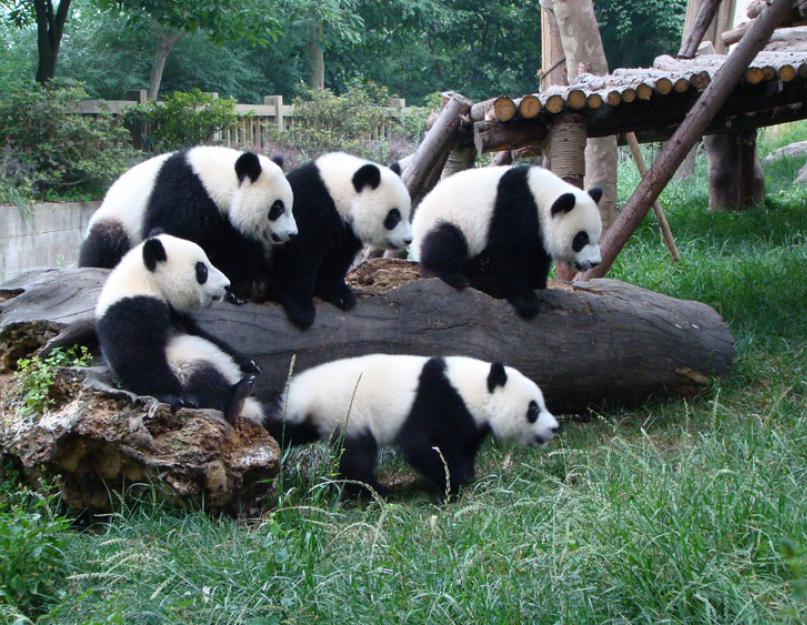 Panda, mint házi kedvenc.  panda vagy bambusz medve