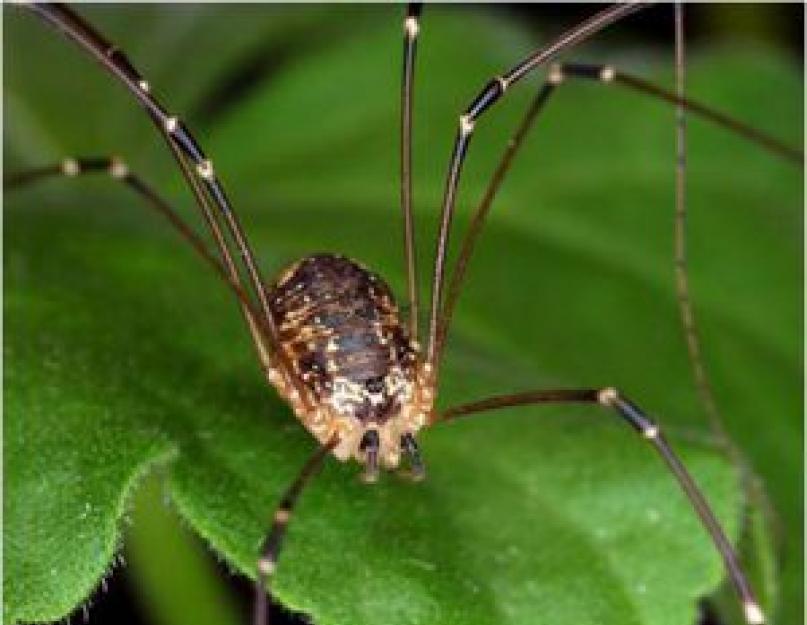 Voras ilgomis kojomis.  Kas yra voras ilgomis plonomis kojomis ir kuo dar jis skiriasi nuo savo giminaičių.  Kaip atsikratyti namų vorų