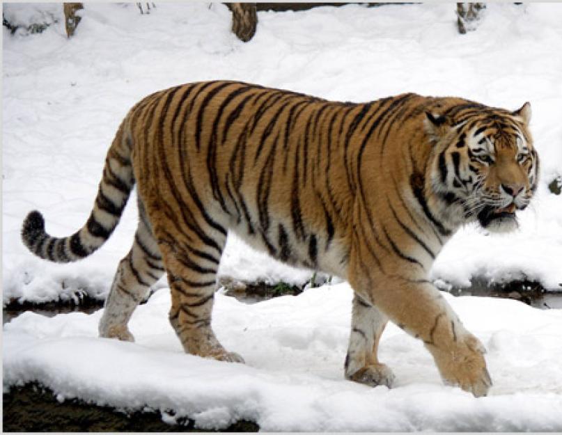 Hasonlítsa össze az amuri és a bengáli tigriseket.  amuri tigris.  Az amuri tigris életmódja és élőhelye.  Filogenetikai kapcsolat a turáni tigrissel