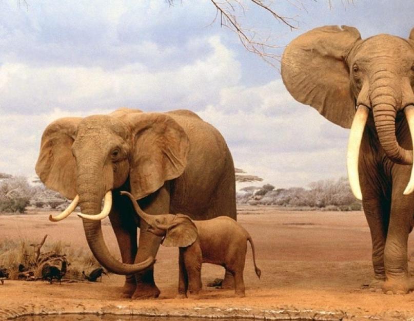 Mi a különbség az indiai elefánt és az afrikai elefánt között?  Miben különbözik az indiai elefánt az afrikai vicctől?