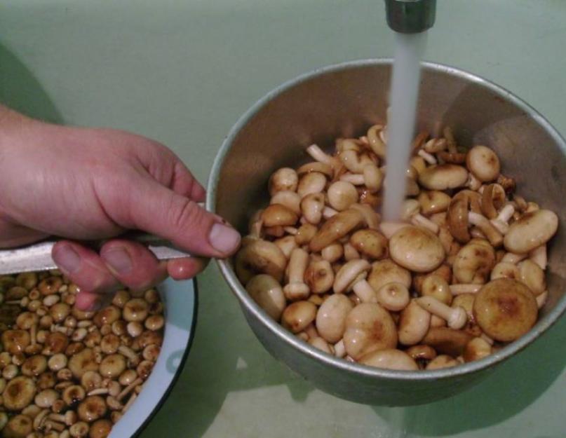 Receptek pácolt gombához télen üvegekben: főzés lépésről lépésre