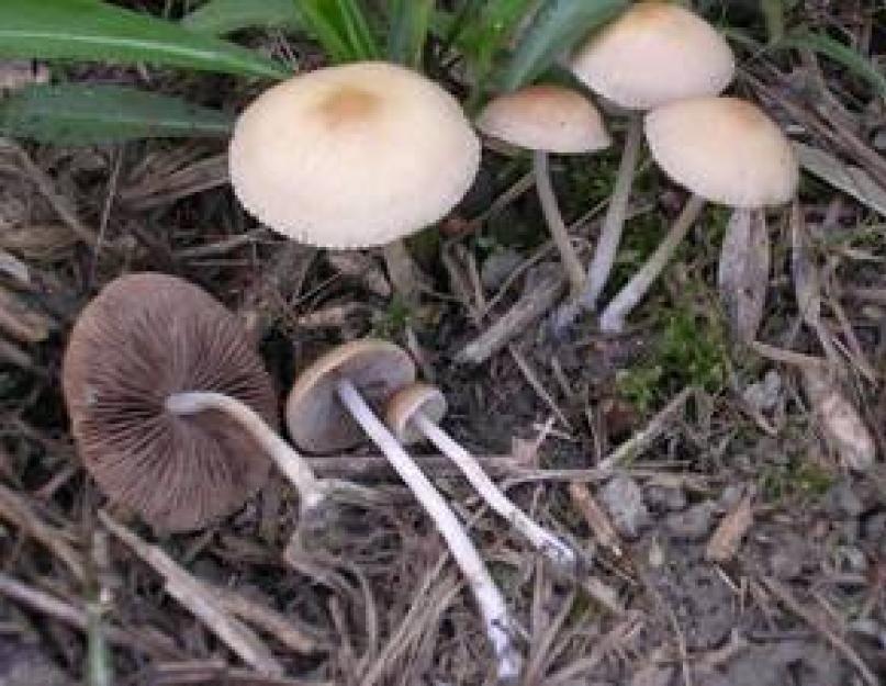 Ehető és hamis gombák: hogyan ne essünk veszélyes csapdába.  Hogyan lehet megkülönböztetni a hamis gombát a valóditól, fotó, videó