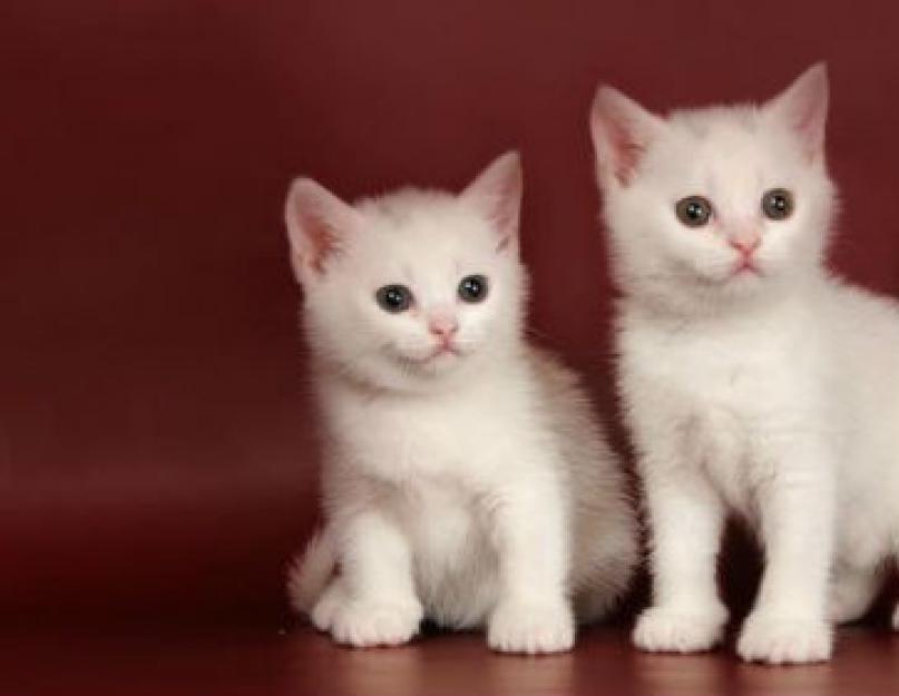 تفسير الأحلام: ما هو حلم قطة بيضاء.  تفسير القطط البيضاء لكتاب الحلم