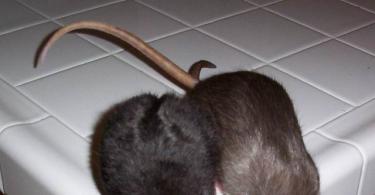 घर में चूहे क्यों दिखाई देते हैं: संकेतों की विस्तृत व्याख्या