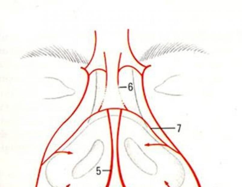 Сосуды в носу. Кровеносные сосуды носа анатомия. Кровоснабжение стенок и перегородки носа. Кровоснабжение наружного носа носа. Анатомия носа сосуды спинки носа.