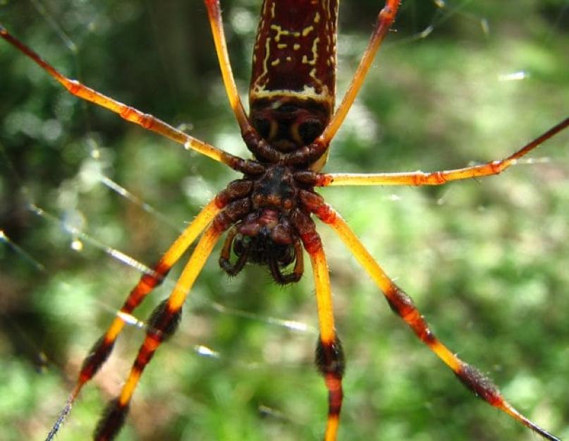 Самый огромный паук. Как выглядит и какие размеры самого большого паука на земле. место. Гигантский Крабовый паук