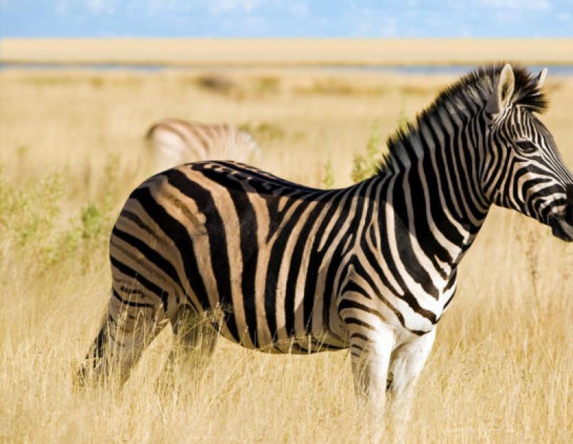 Quagga állat.  Állatvilág fekete-fehér zebrákkal és vad oroszlánokkal a dolomit tábor környékén.  Szaporodás és élettartam
