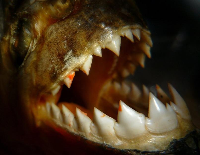 Az igazság a piranhákról.  Akváriumi vöröshasú piranha – az Amazonas legendája az akváriumban Ahol a piranhákat találják piranhák