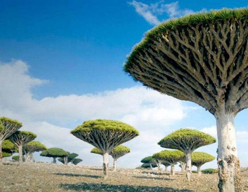Neobična drveća svijeta.  Čudna stabla neobičnog oblika iz različitih dijelova svijeta (23 fotografije)