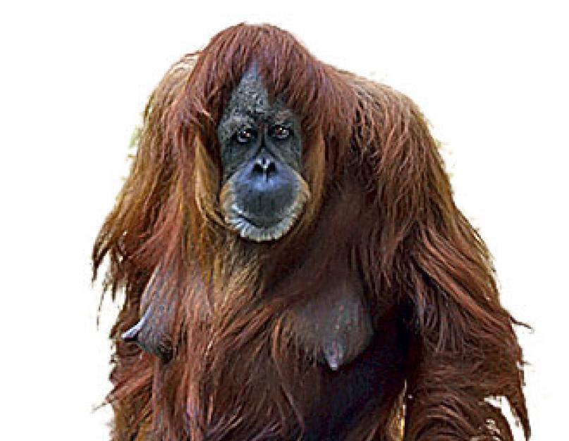 Az orangután ereje.  A legnagyobb majmok a világon.  A nagy majmok csodálatos képességei