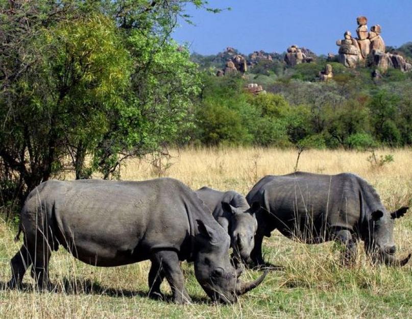 أين يعيش وحيد القرن - كعكة جاوية غير ضارة.  وحيد القرن الهندي: الوصف ، الموطن ، الصورة ماذا يأكل وحيد القرن
