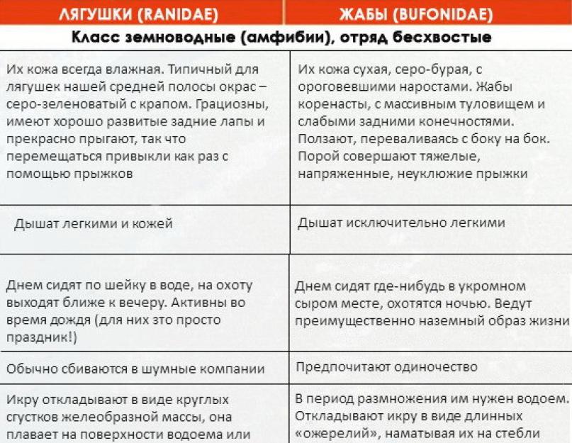 Сходства и различия лягушки. Сходство и различие лягушки и Жабы. Сходство лягушки и Жабы сходство. Жаба и лягушка отличия и сходство. Сравнить лягушку и жабу сходство и различие.