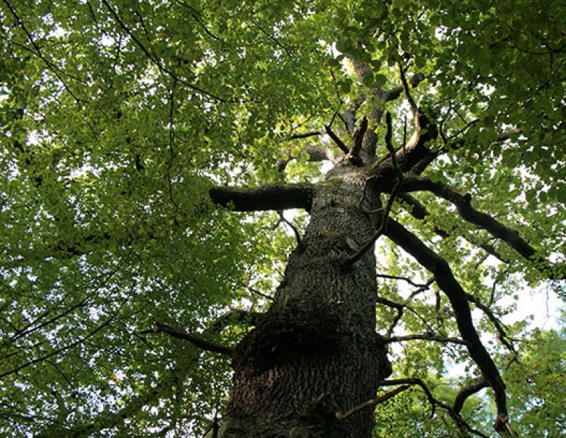 Народные приметы о деревьях. Какие деревья по народным приметам не стоит сажать на своем участке