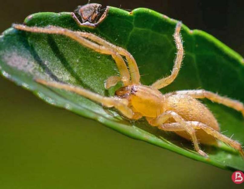 Самые известные и опасные пауки россии. Какие бывают разновидности пауков; все виды пауков Уникальный вид, питающийся растениями