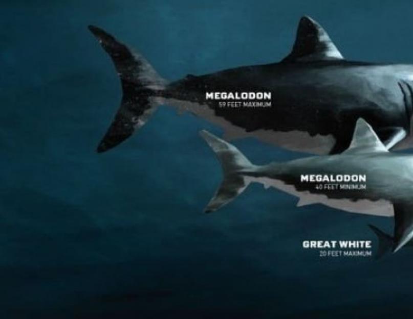 Гигантская вымершая акула мегалодон. Гигантская акула мегалодон. Существует ли акула-монстр мегалодон? Сколько лет назад жил мегалодон