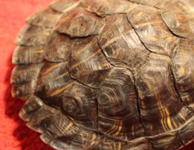 Turtle with yellow stripes.  Geochelone elegans (Indian stellate).  Turtle feng shui types of mascots