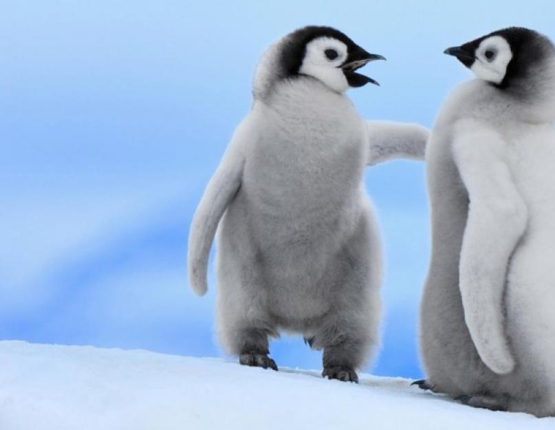 Pingvinų enciklopedija: nuo mažų iki imperatorių.  Įdomiausi ir informatyviausi faktai apie pingvinus Kas pavojinga pingvinams vandenyne