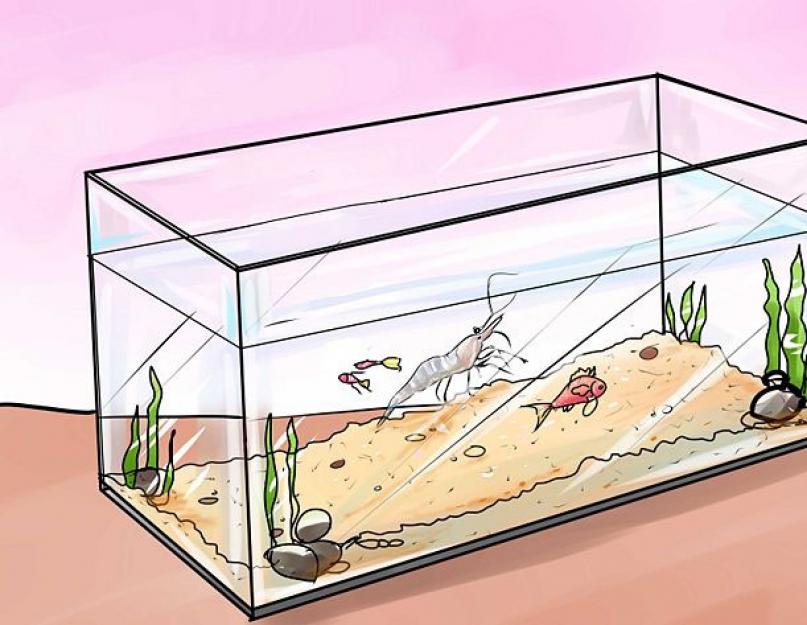 Совместимость и разведение аквариумных креветок. Как ухаживать за креветками в аквариуме Маленькие креветки в аквариуме