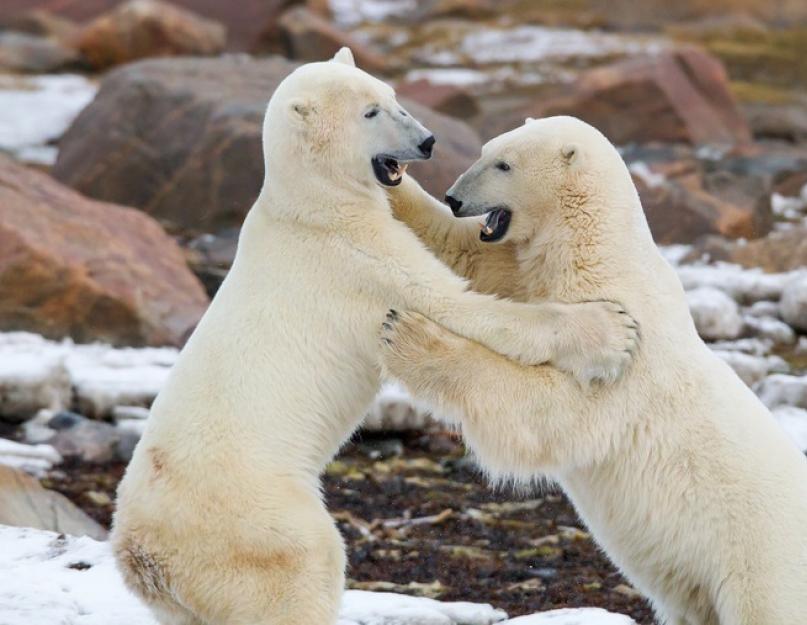 A jegesmedve nagy északi ragadozó.  A jegesmedve leírása és fotója.  Jegesmedve Melyik kontinensen található a jegesmedve?