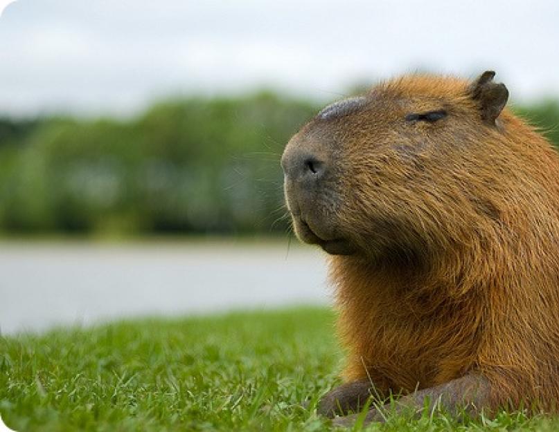 Capybara állat.  Capybara életmód és élőhely.  A legnagyobb rágcsáló egy capybara vagy capybara: leírás, képek, fotók és videók arról, hogyan néz ki a kapybara, hol él a Frightened capybara